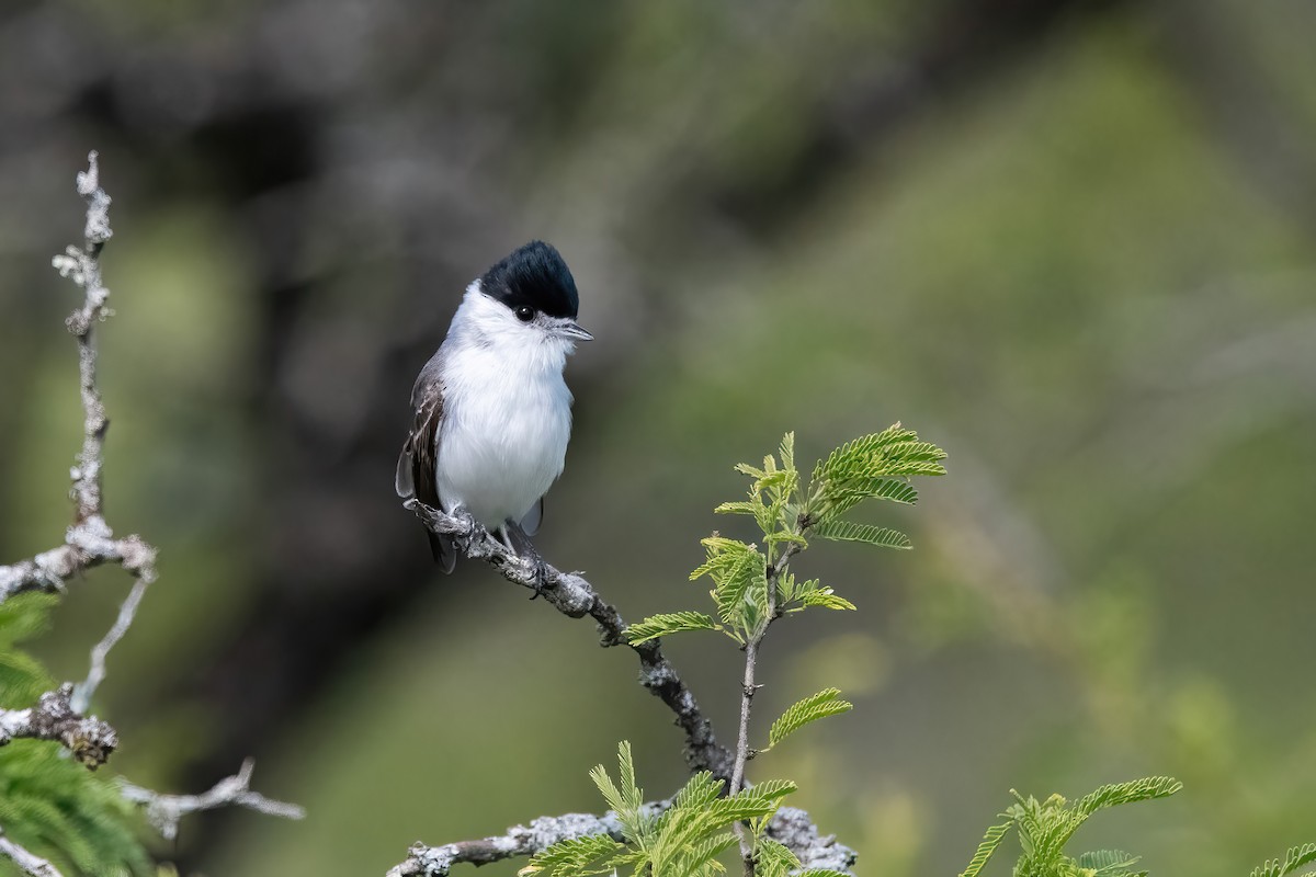 White-naped Xenopsaris - ML644747428