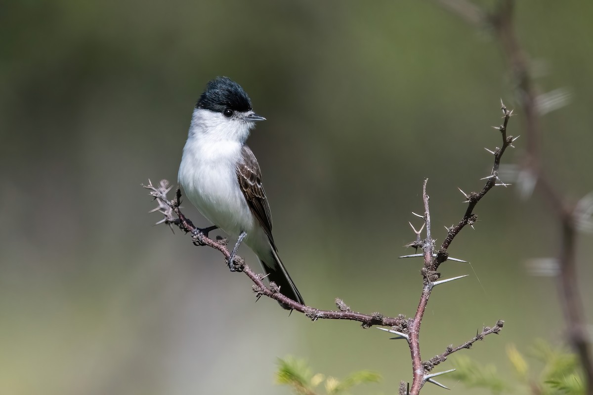 White-naped Xenopsaris - ML644747429