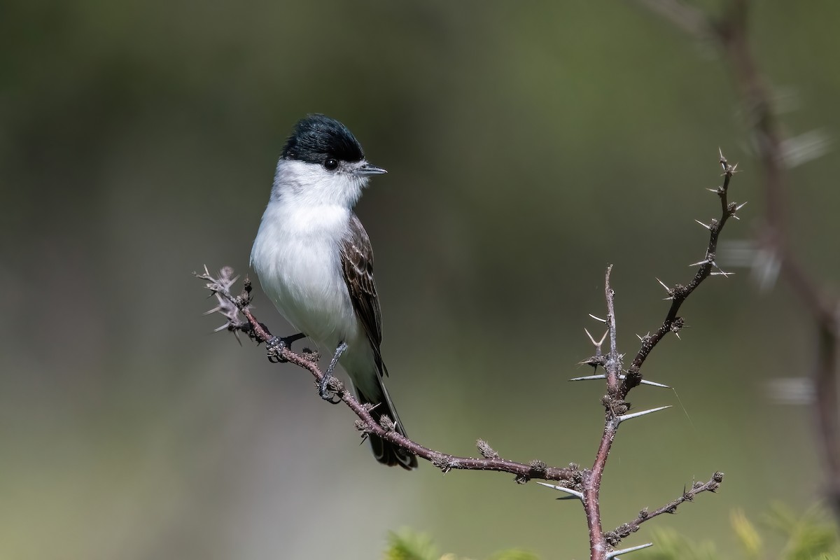 White-naped Xenopsaris - ML644747430