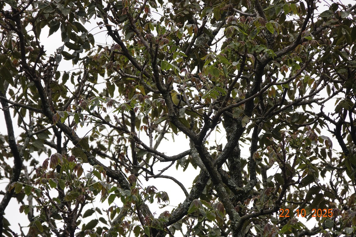 Piranga Escarlata - ML644747431