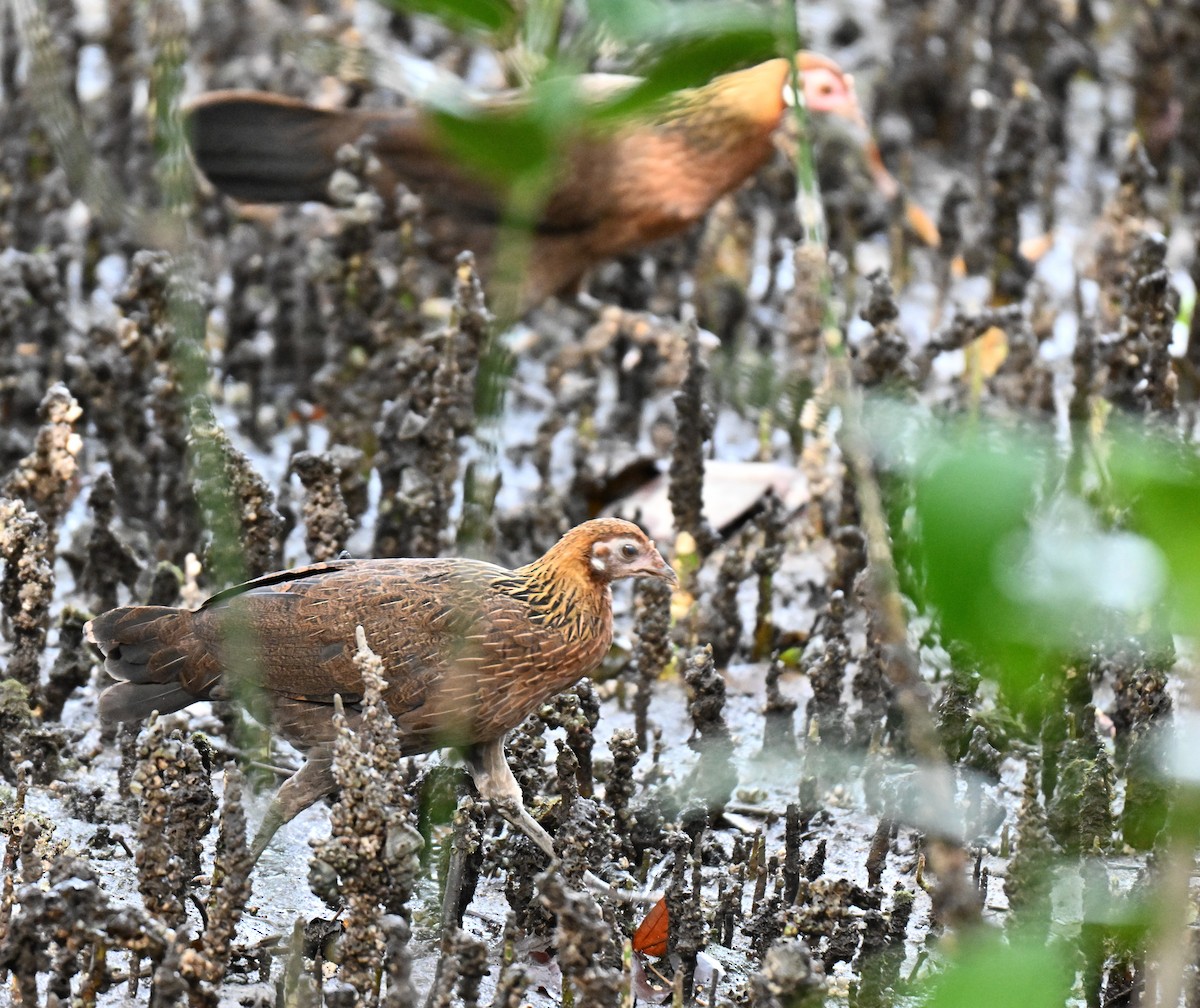 jungelhane (domestisert) - ML644747458