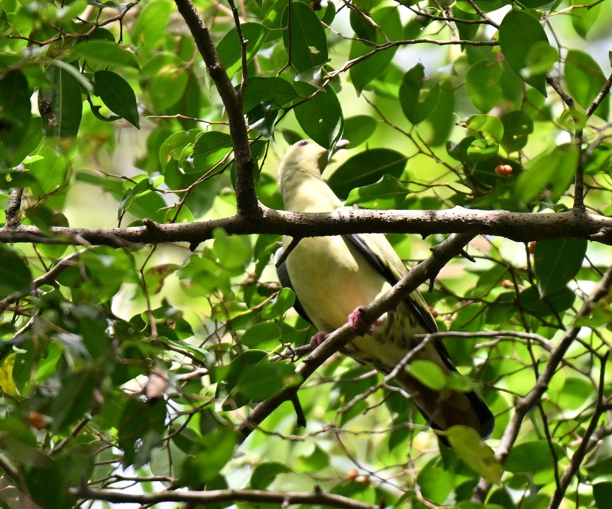 Colombar giouanne - ML644747464