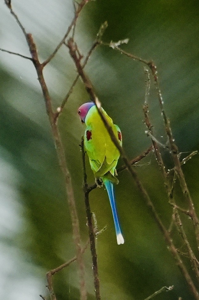 Erik Başlı Yeşil Papağan - ML644747467