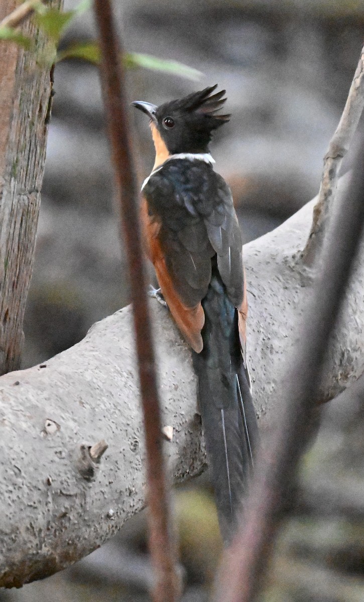 brunvingegjøk - ML644747476