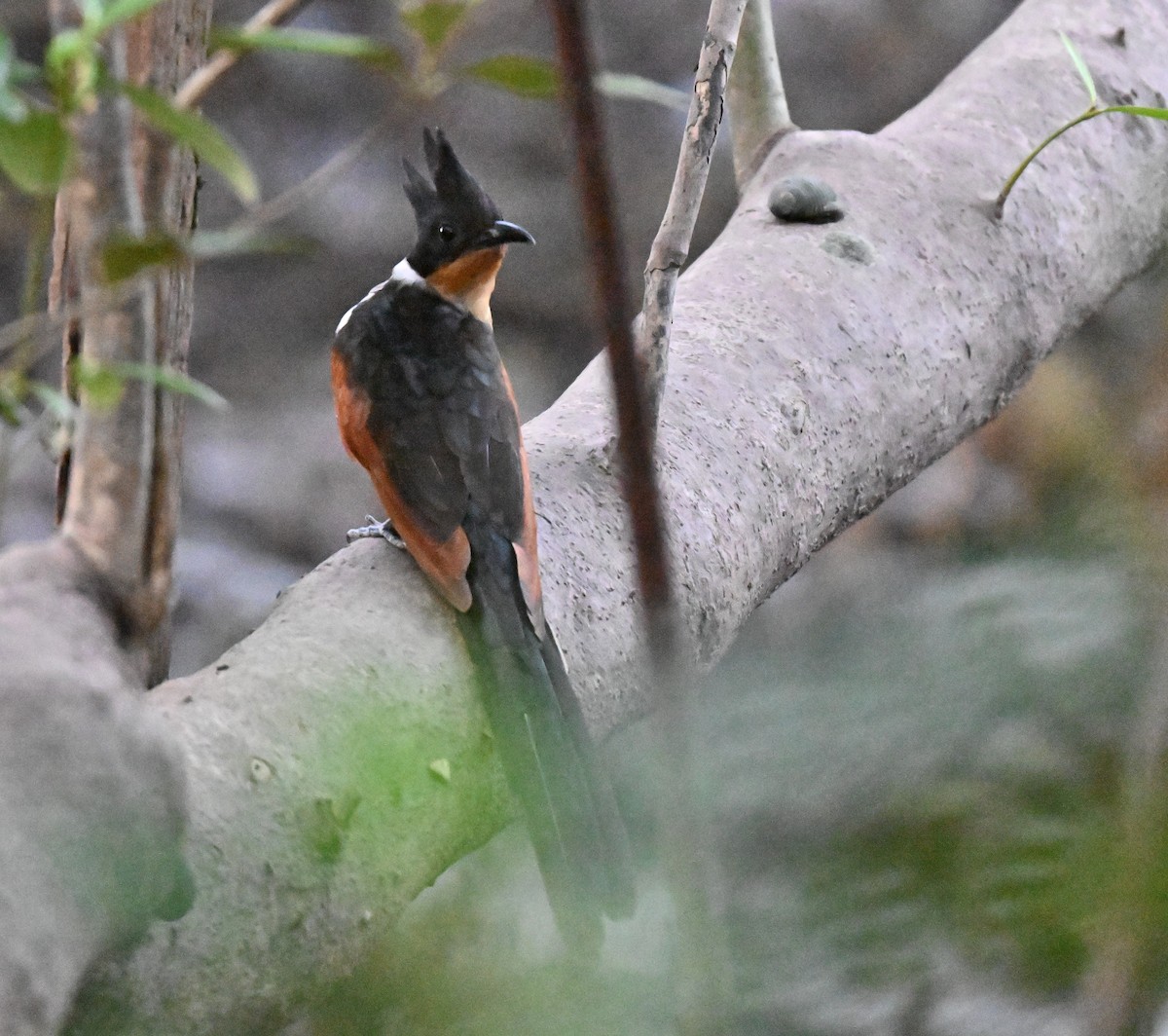 brunvingegjøk - ML644747477