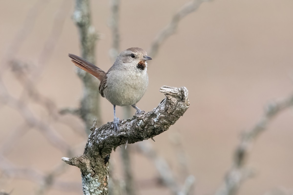 Short-billed Canastero - ML644747478