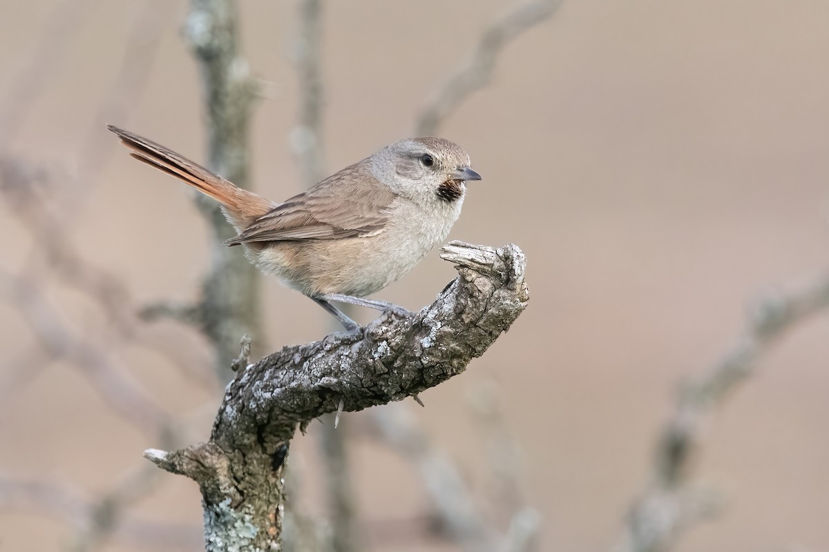 Short-billed Canastero - ML644747479