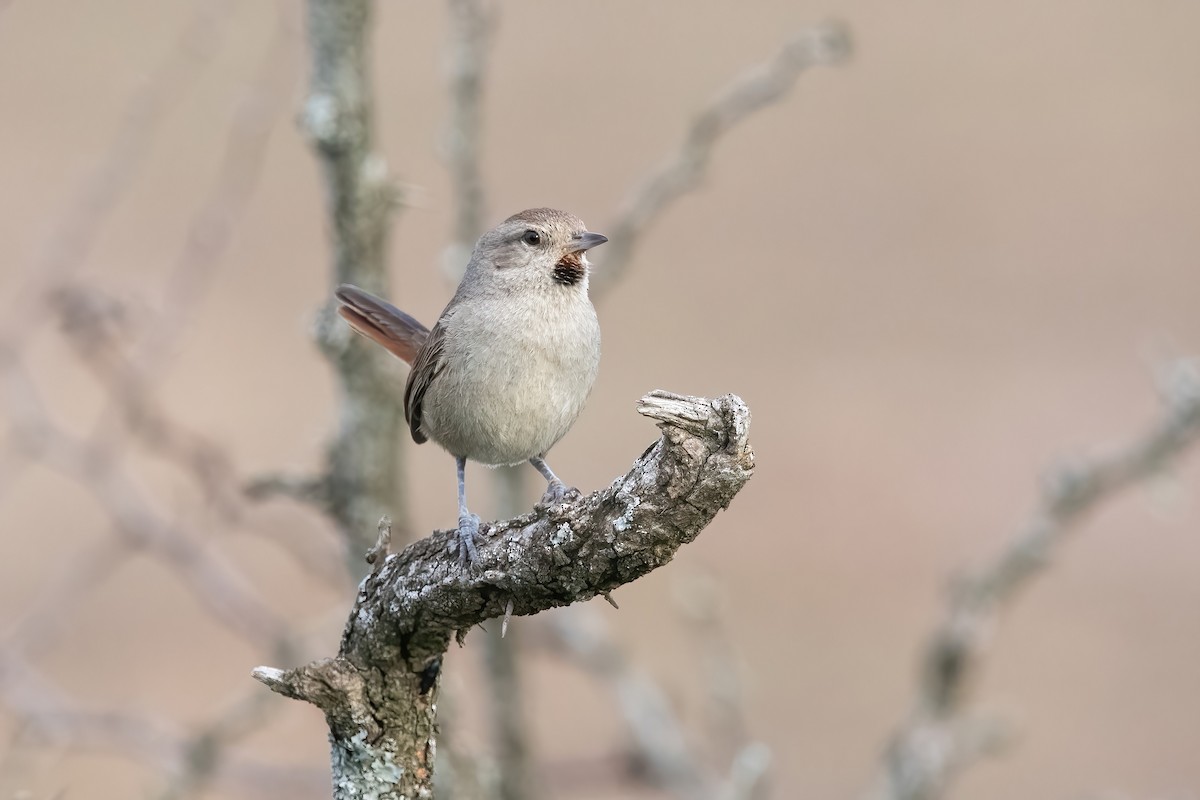 Short-billed Canastero - ML644747481