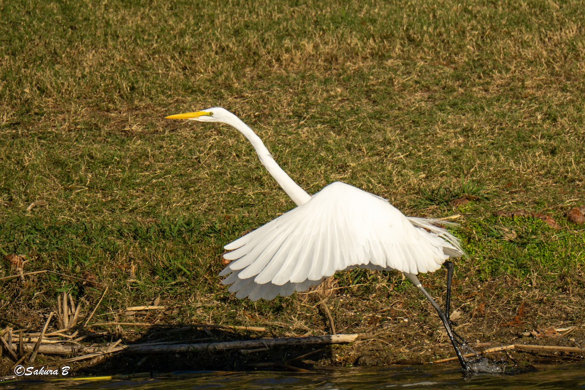 Great Egret - ML644747484