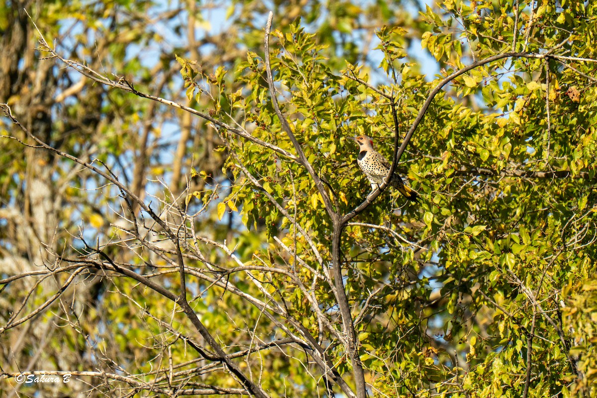 Northern Flicker - ML644747487