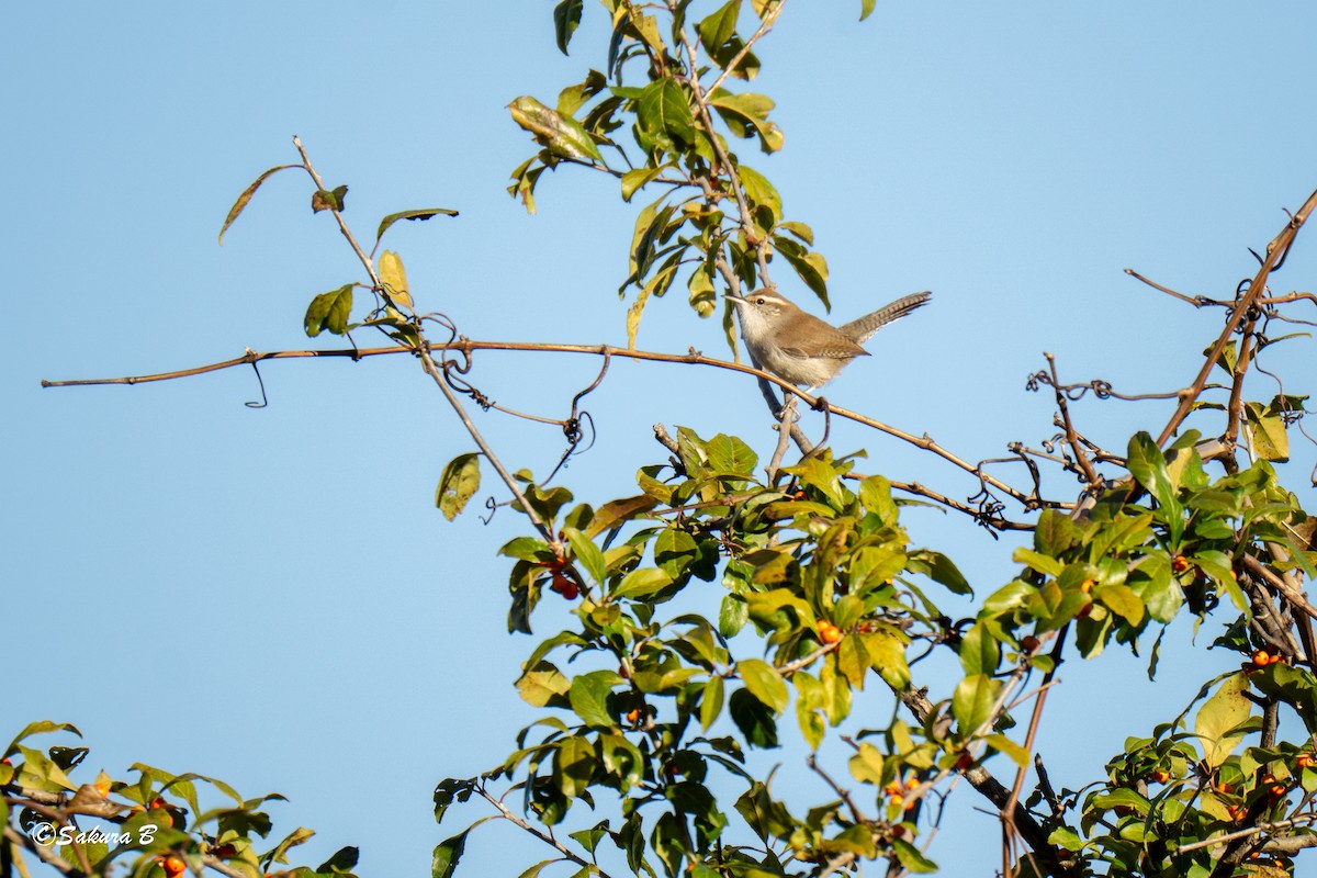 Підбуреник - ML644747491