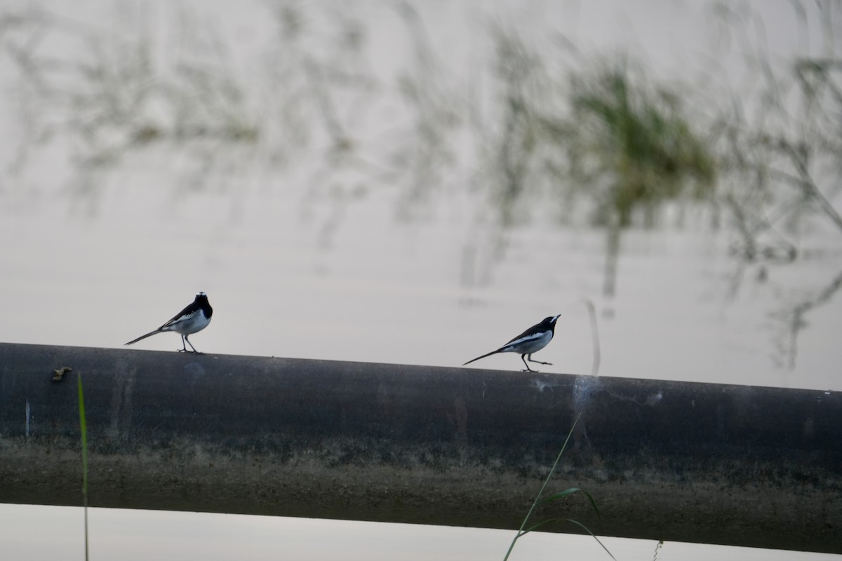 Bergeronnette indienne - ML644747492