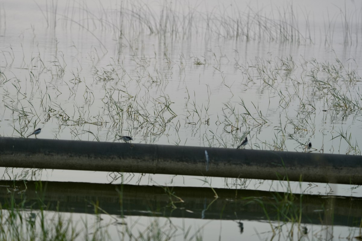 Bergeronnette indienne - ML644747493