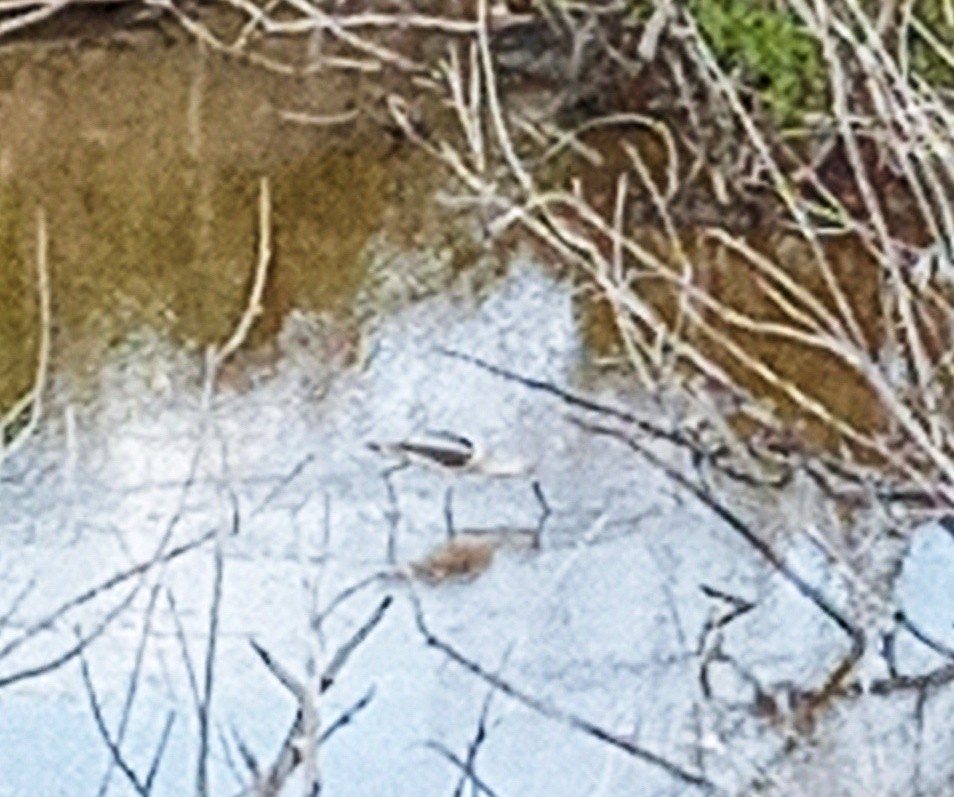 American Avocet - ML644747502