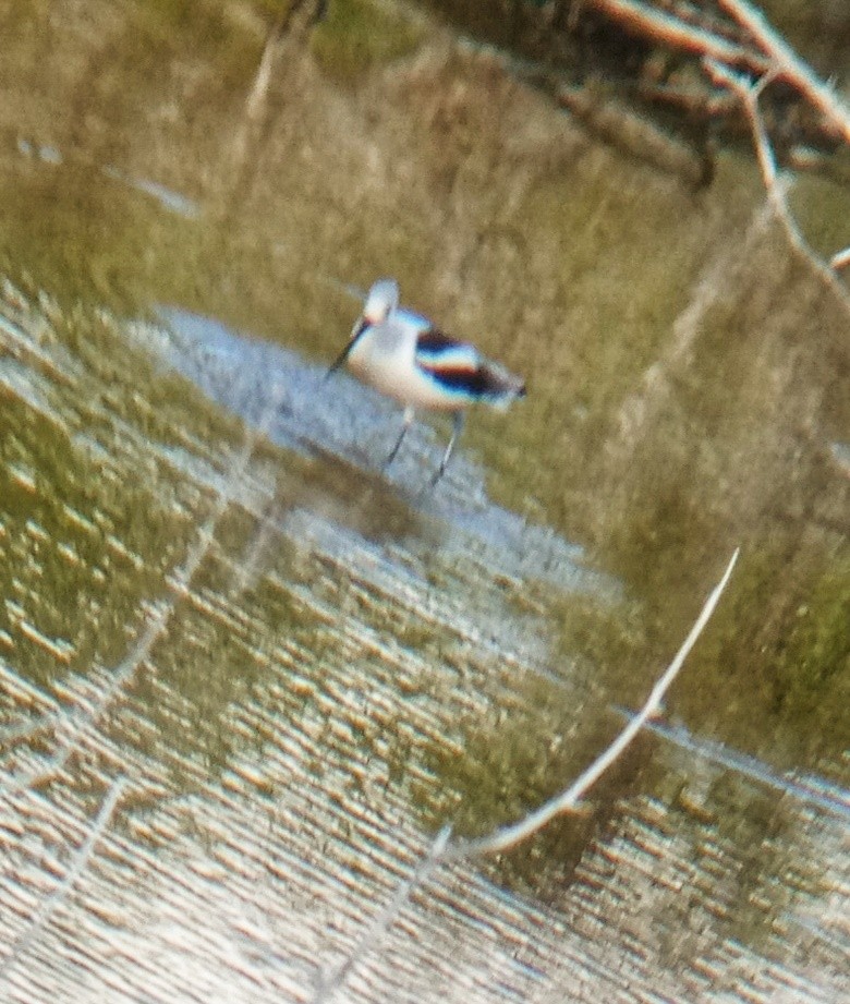 American Avocet - ML644747503