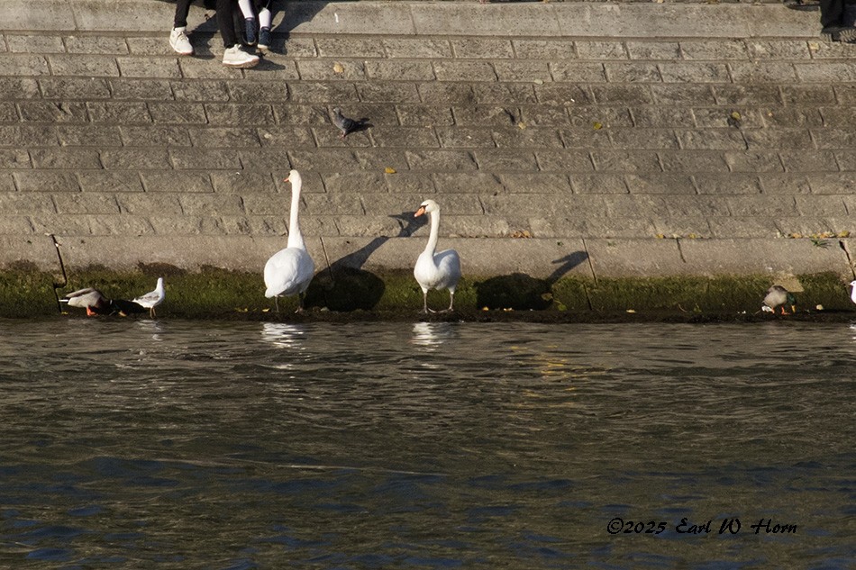 labuť velká - ML644747509