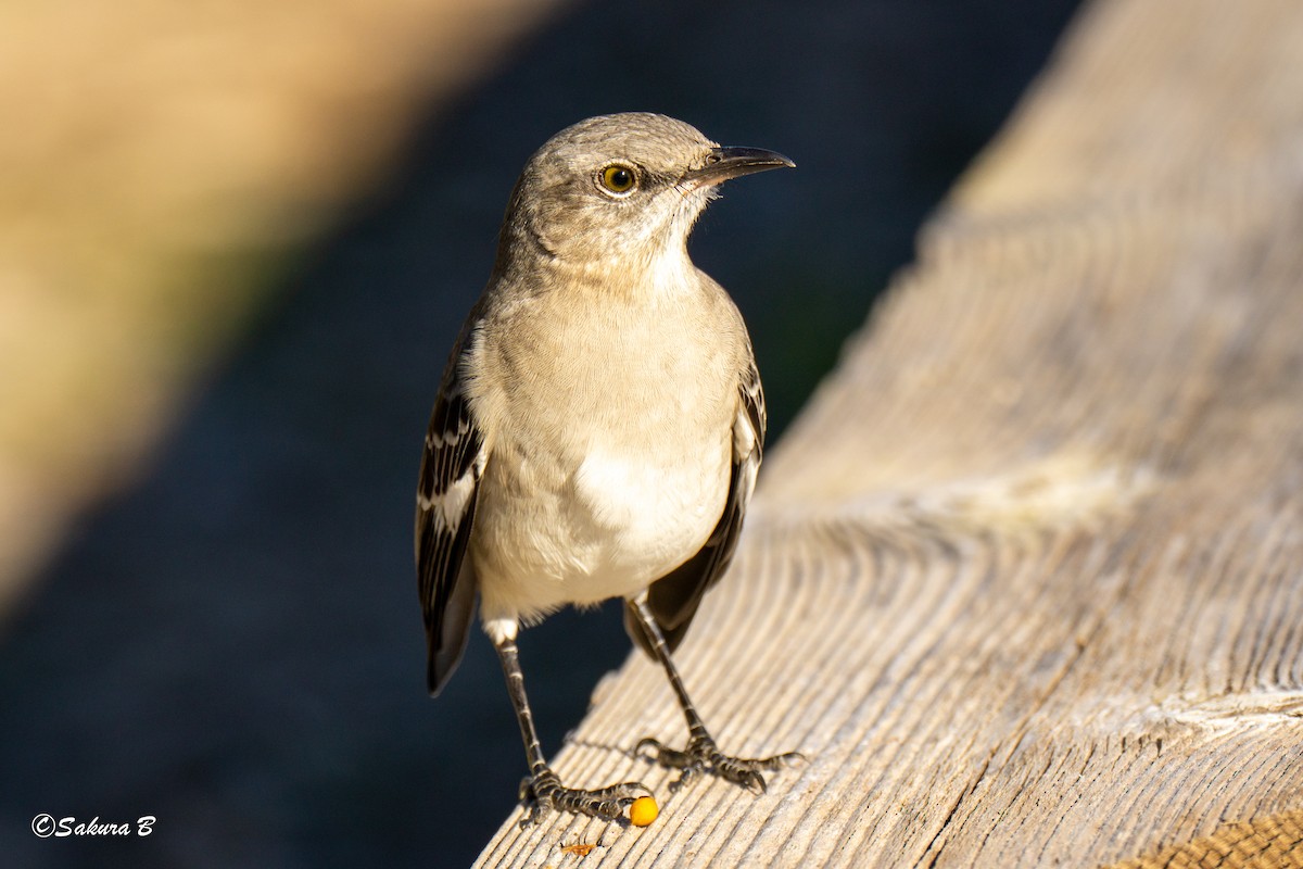 Northern Mockingbird - ML644747513