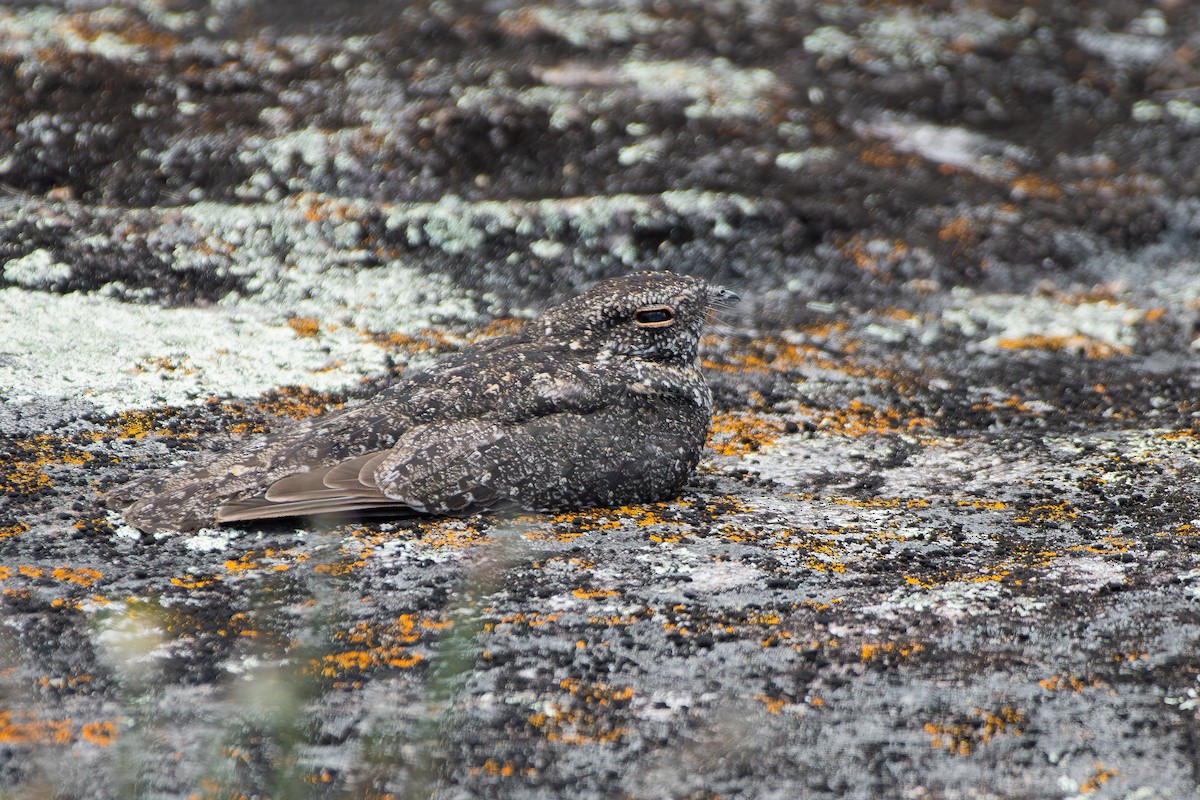 Pygmy Nightjar - ML644747515