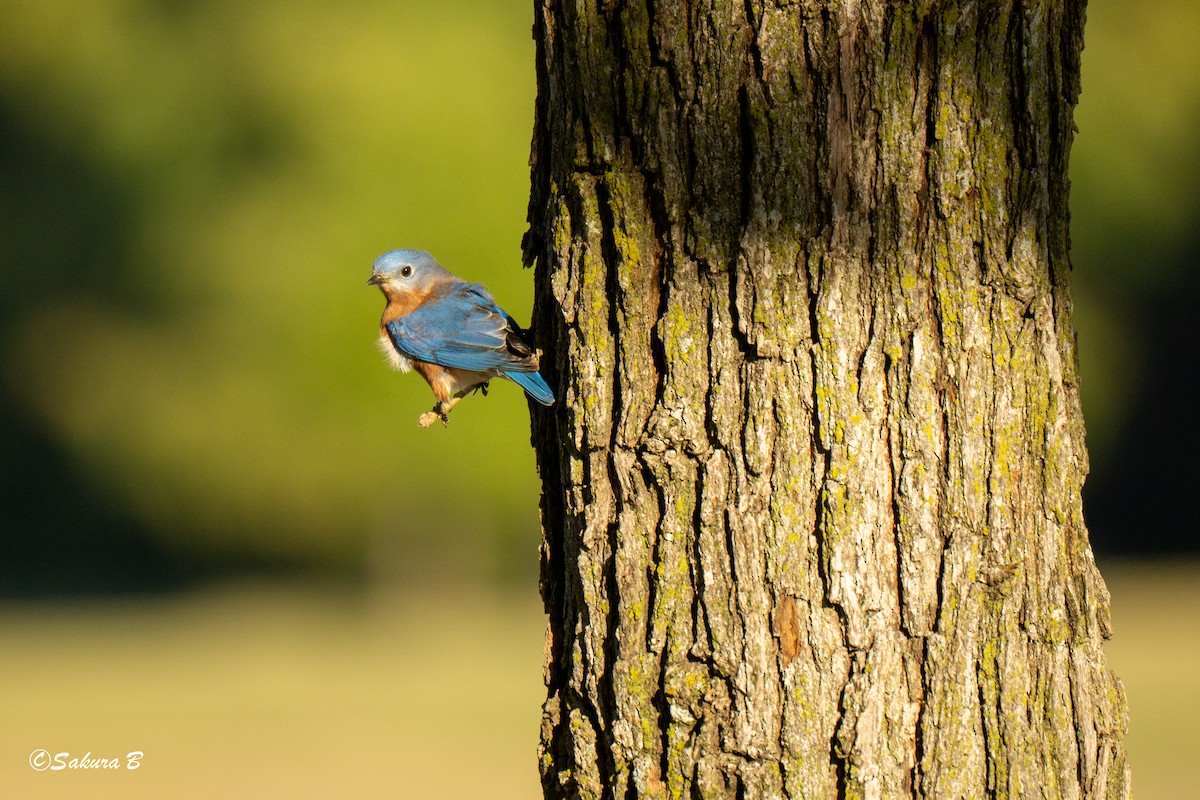 Eastern Bluebird - ML644747520