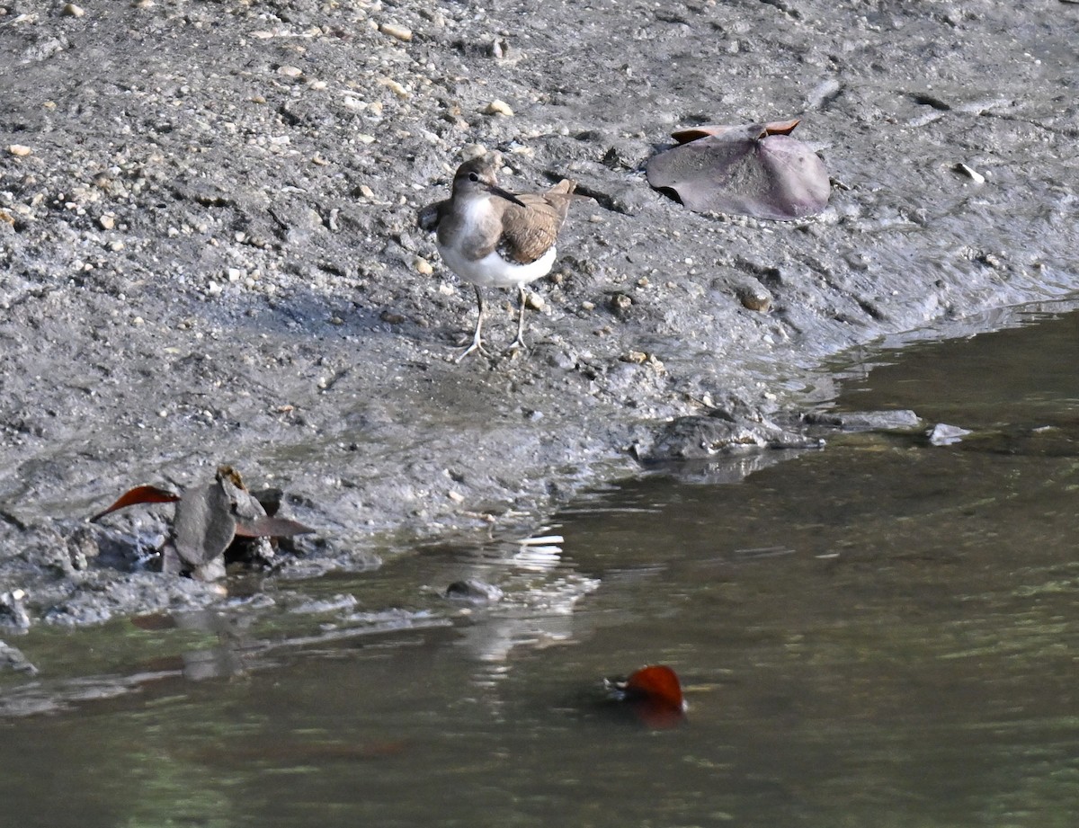 Common Sandpiper - ML644747523