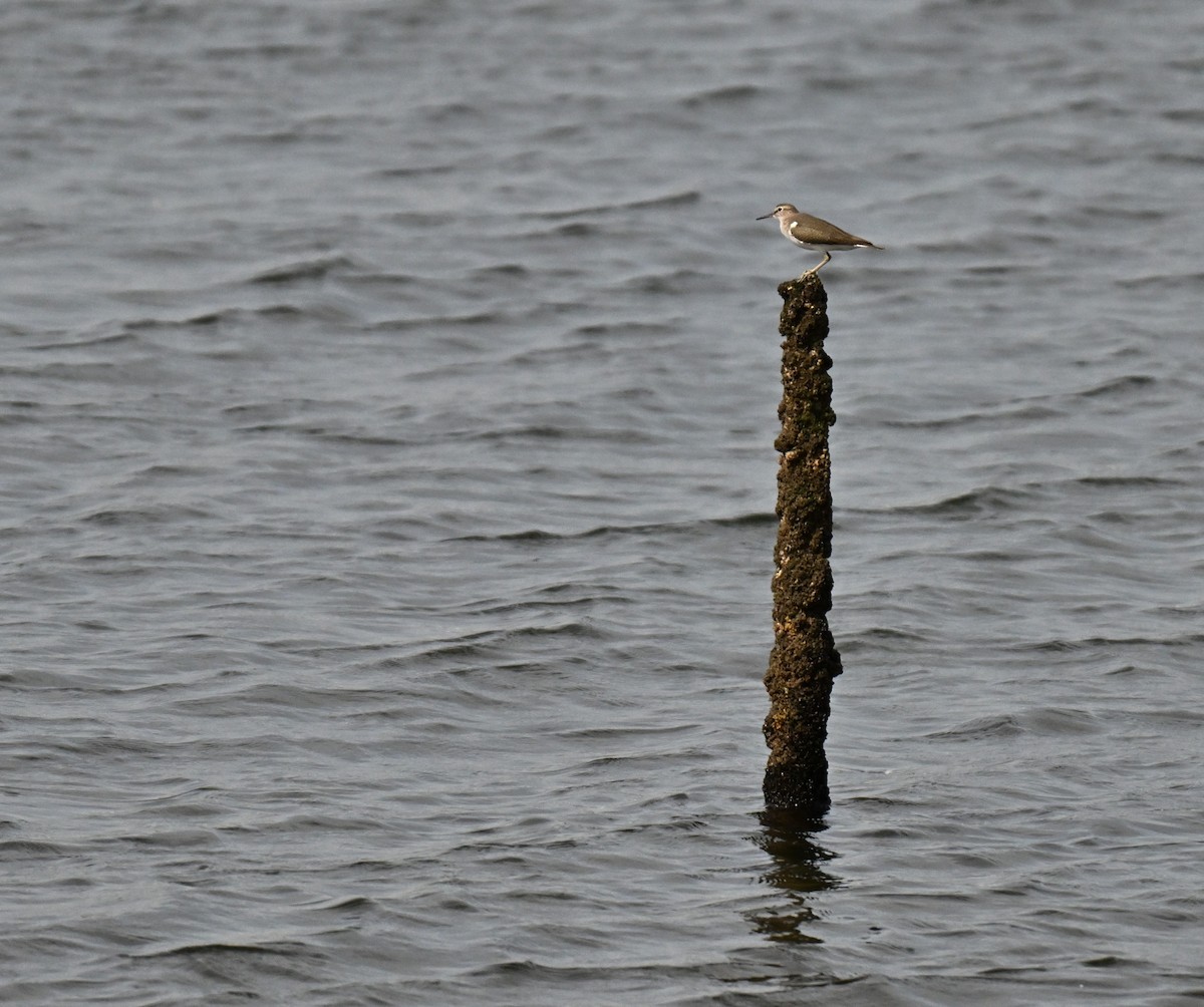 Common Sandpiper - ML644747524