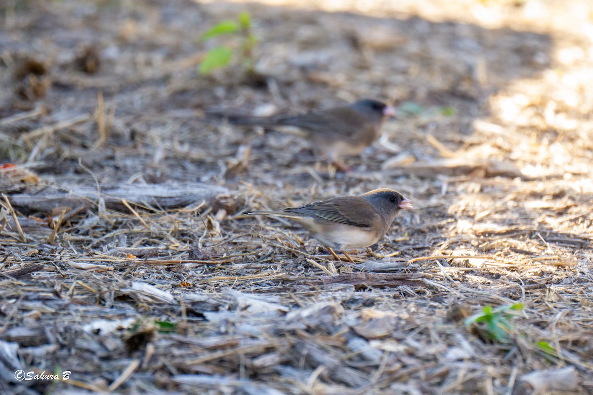 Dark-eyed Junco - ML644747528