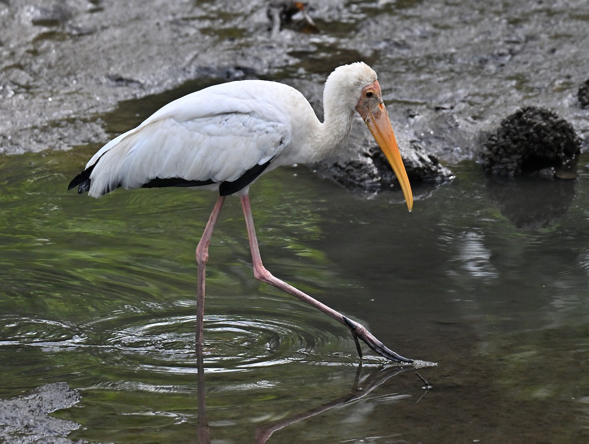 malaystork - ML644747544