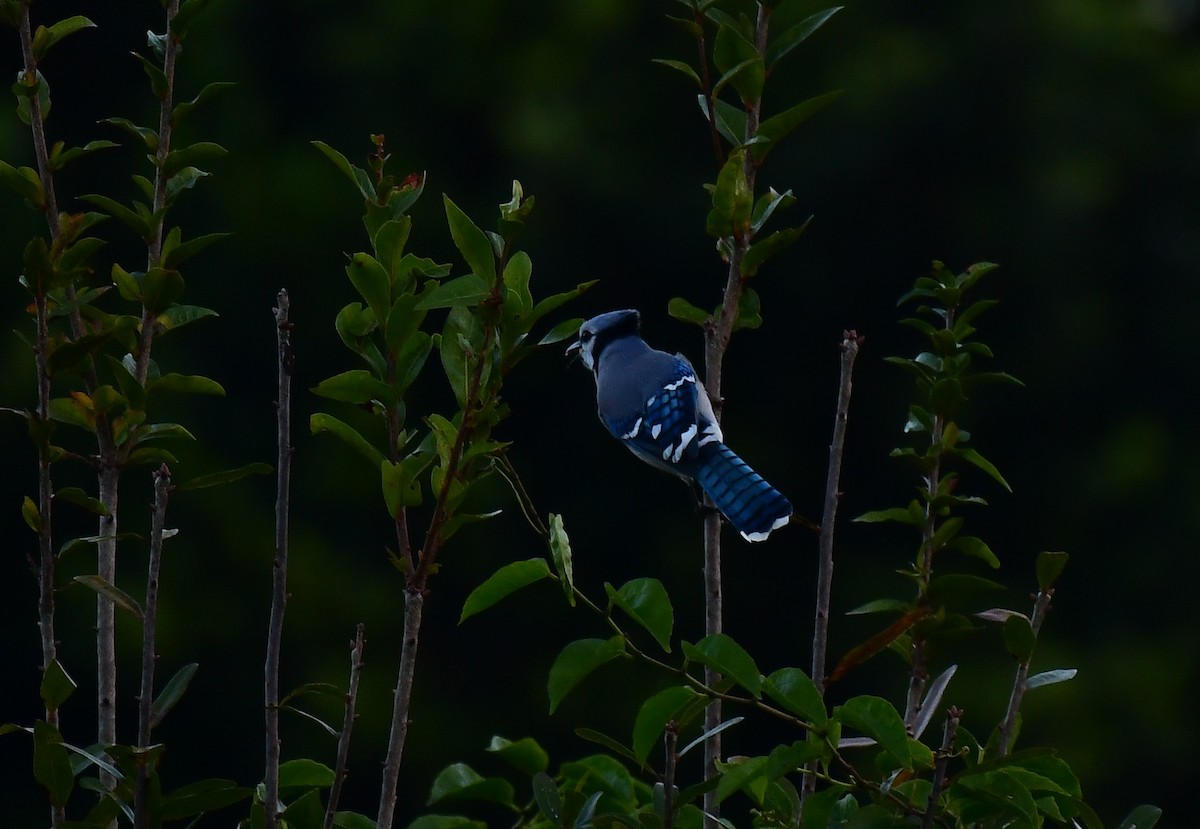 Blue Jay - ML644747546