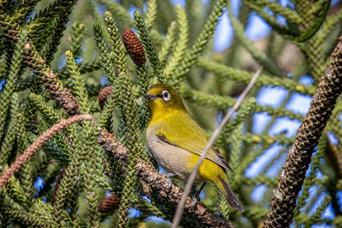 Kap Gözlükçüsü - ML644747548