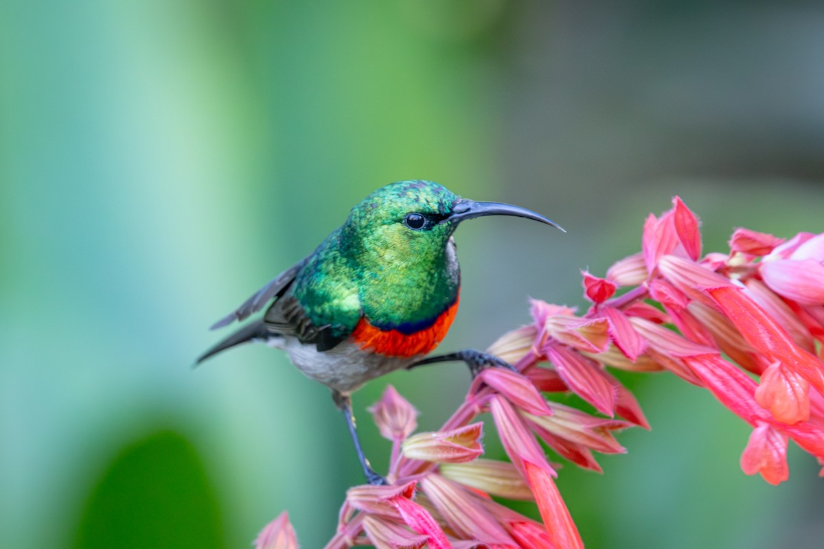 Southern Double-collared Sunbird - ML644747558