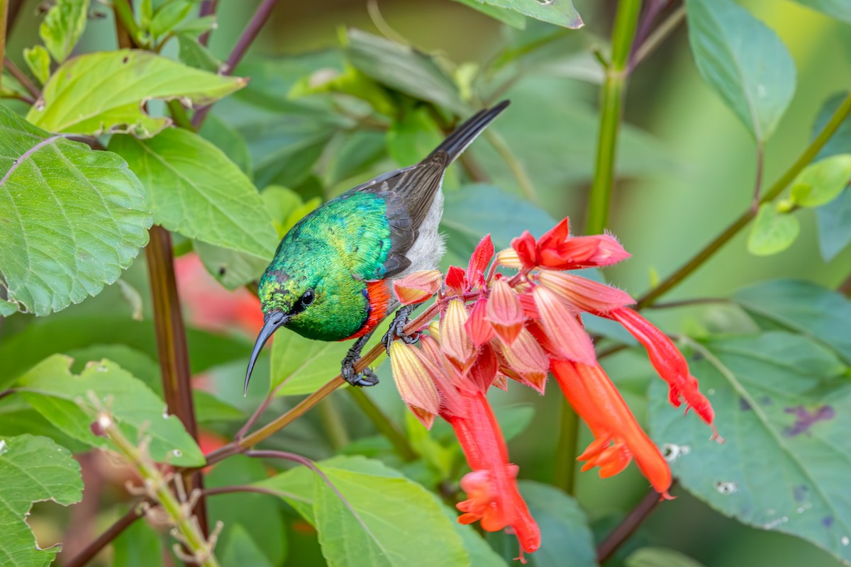 Southern Double-collared Sunbird - ML644747559