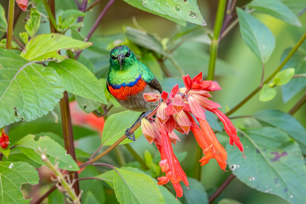 Southern Double-collared Sunbird - ML644747560