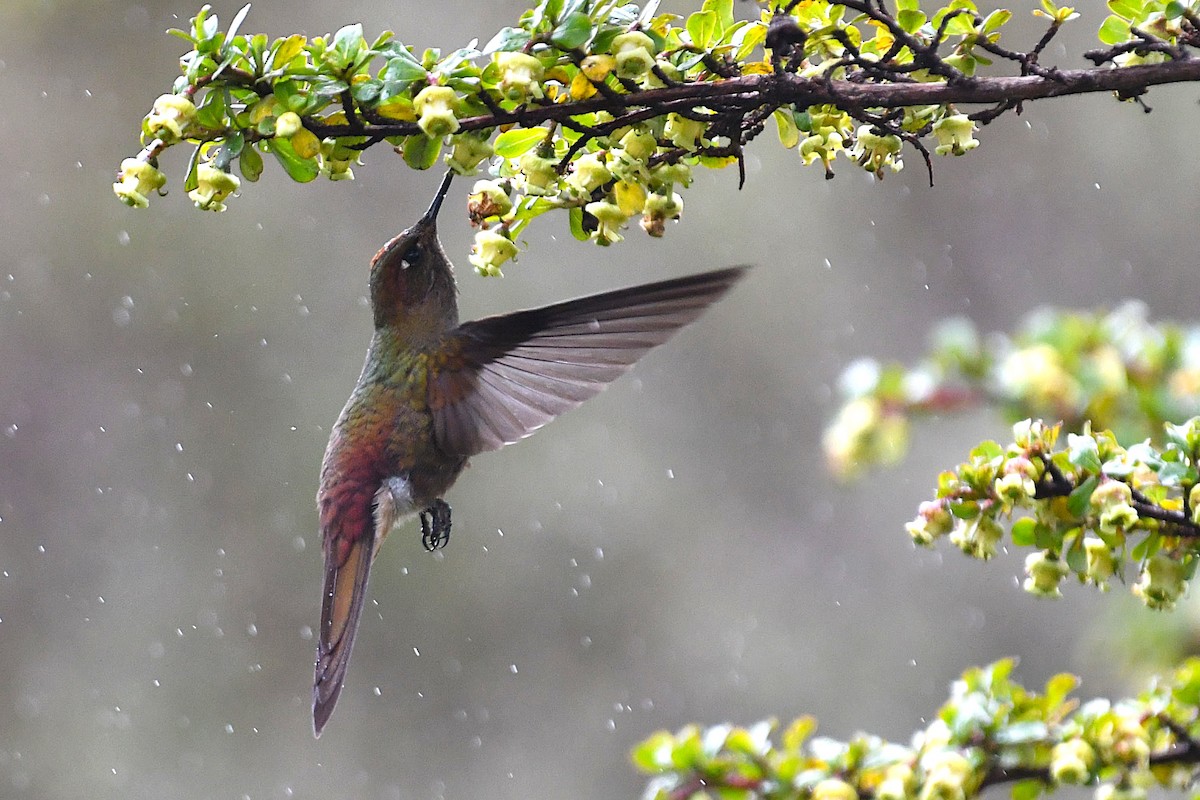 Bronze-tailed Thornbill - ML644747561