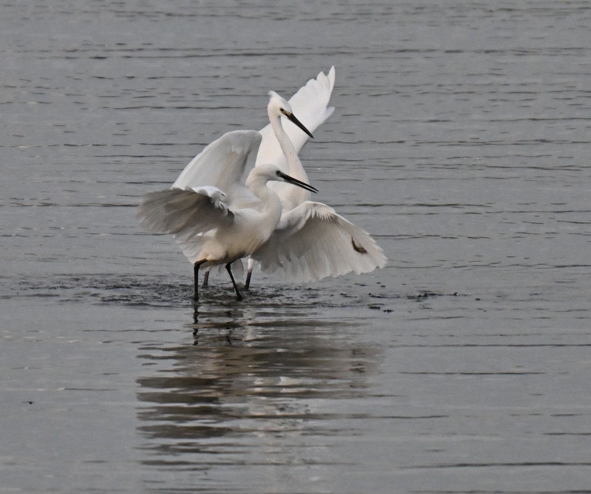 silkehegre - ML644747563