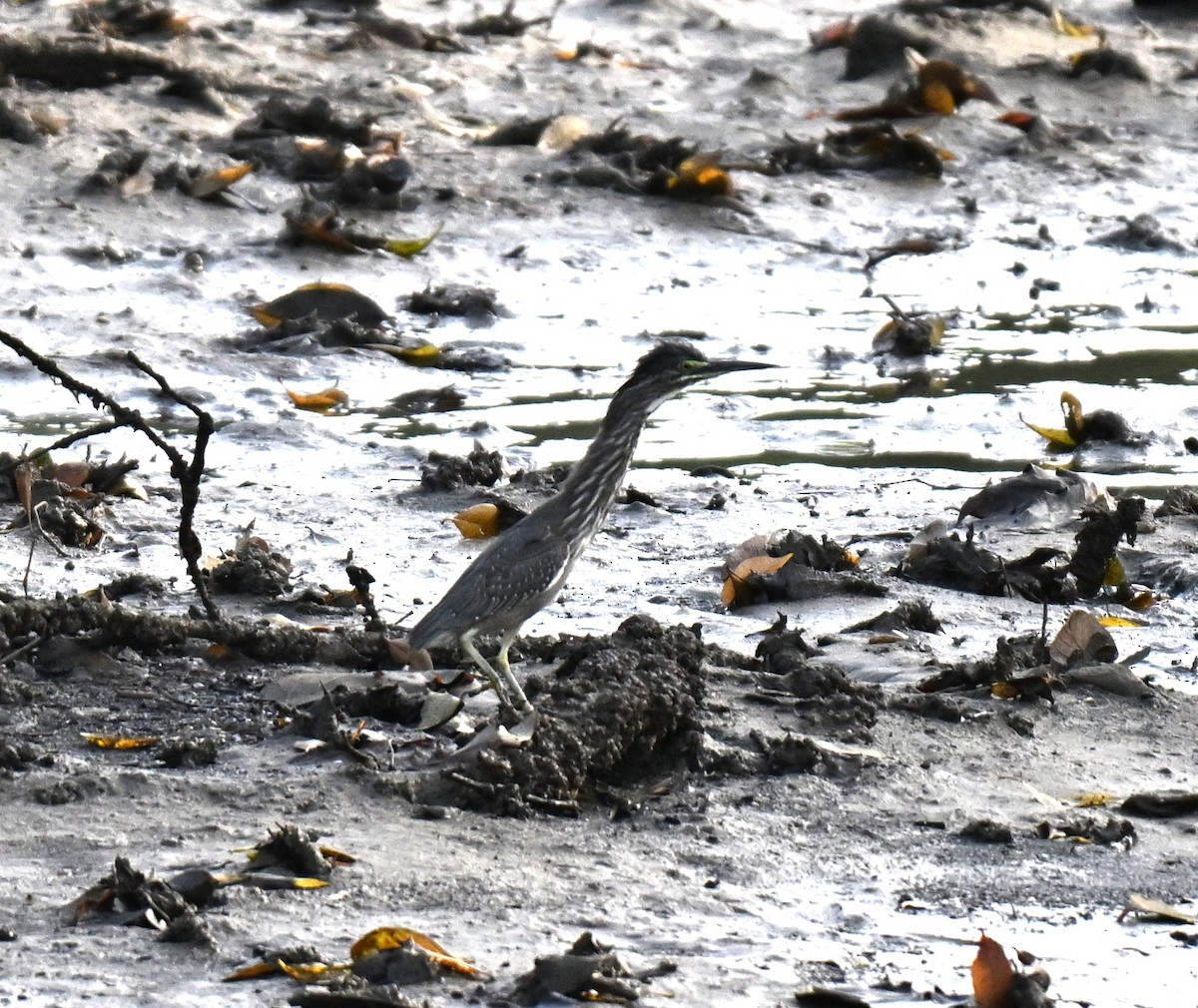 småhegre - ML644747568