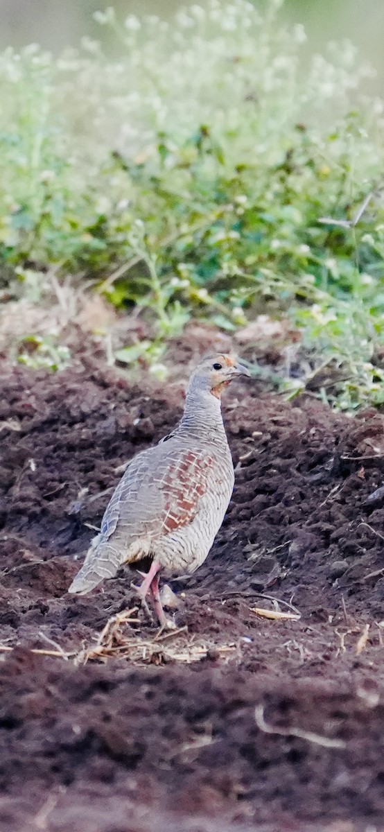 シマシャコ - ML644747574