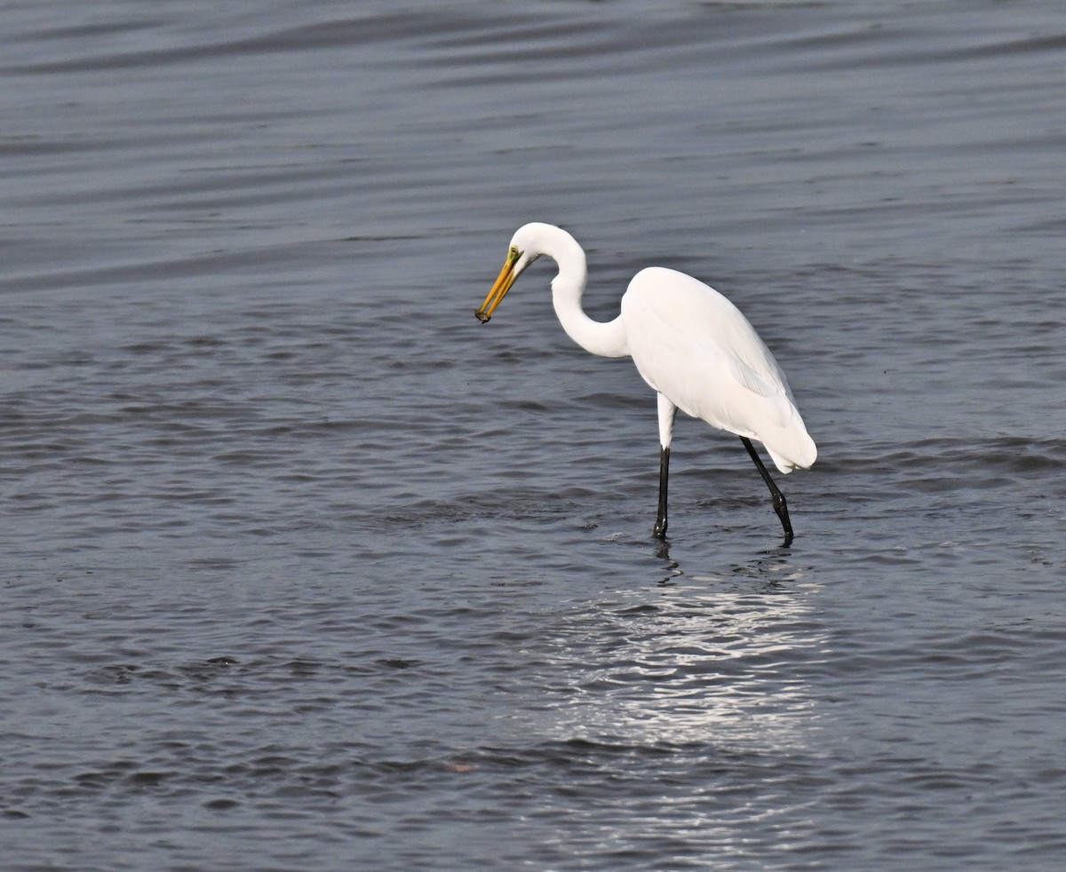 egretthegre - ML644747583