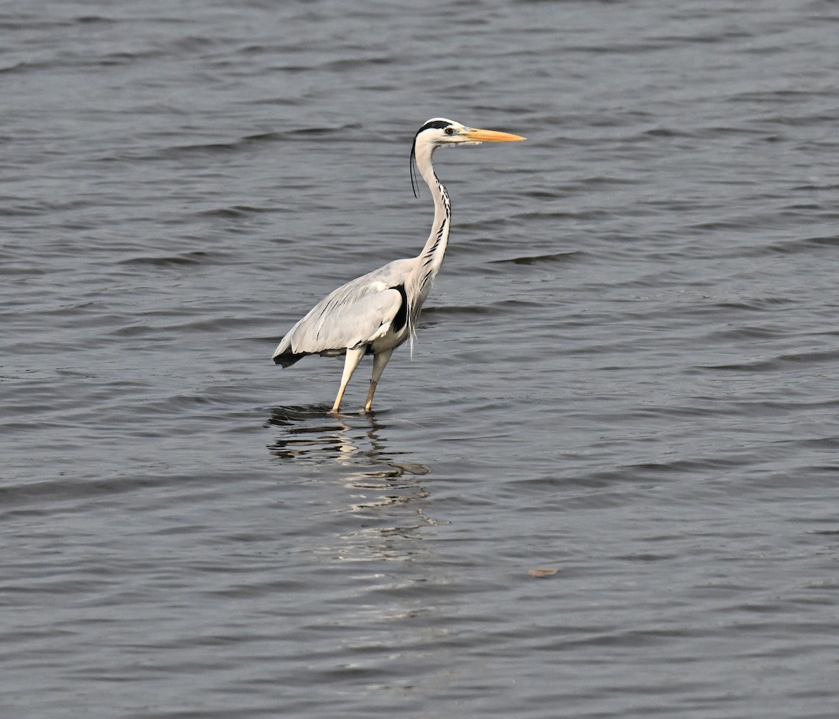 gråhegre - ML644747587