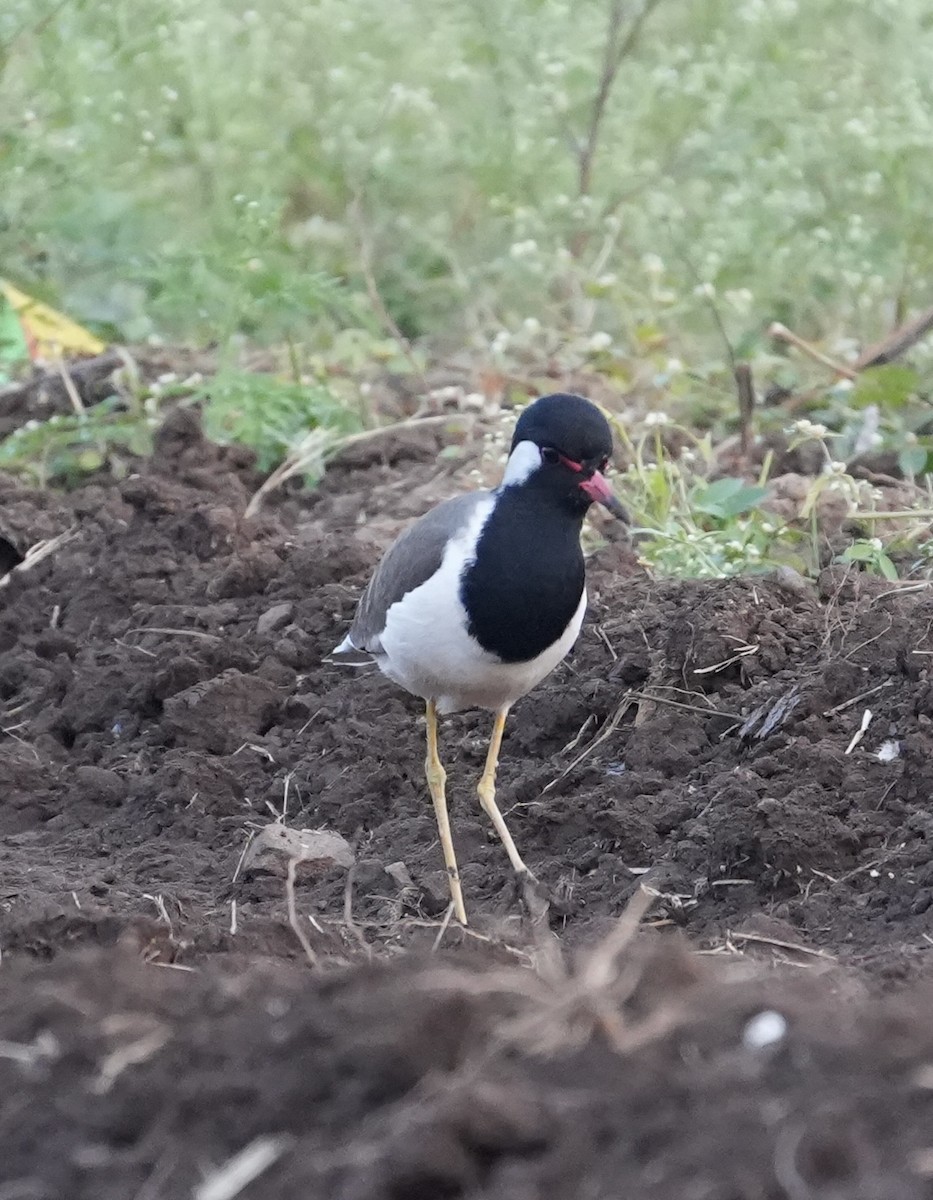 インドトサカゲリ - ML644747592