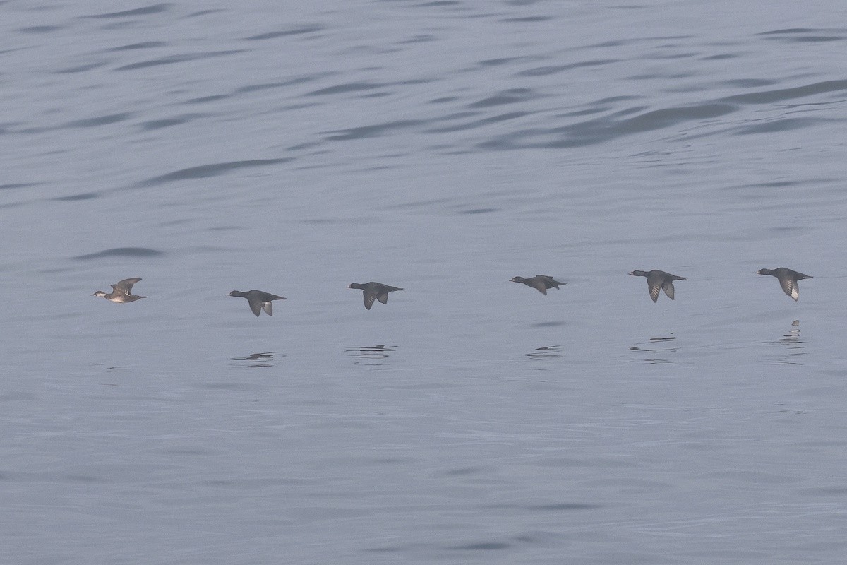 turpan černý - ML644747595