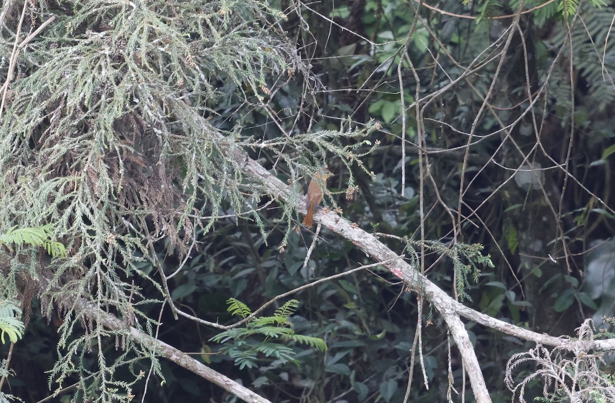 Chestnut-crowned Becard - ML644747596