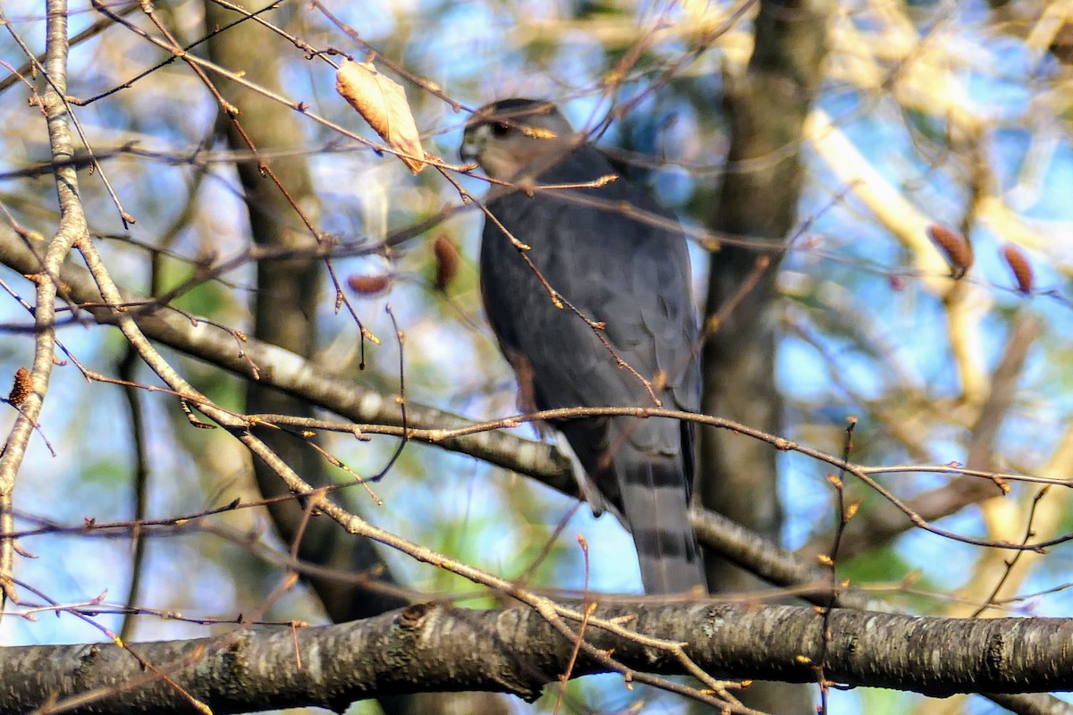 Cooper's Hawk - ML644747597