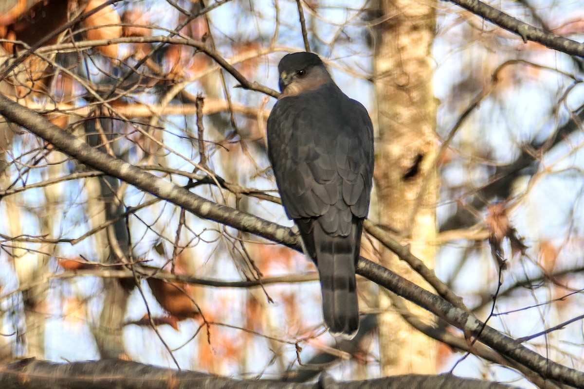 Cooper's Hawk - ML644747598