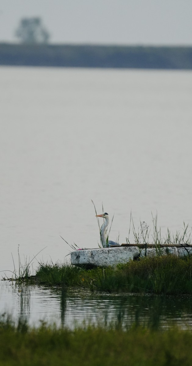 アオサギ - ML644747599