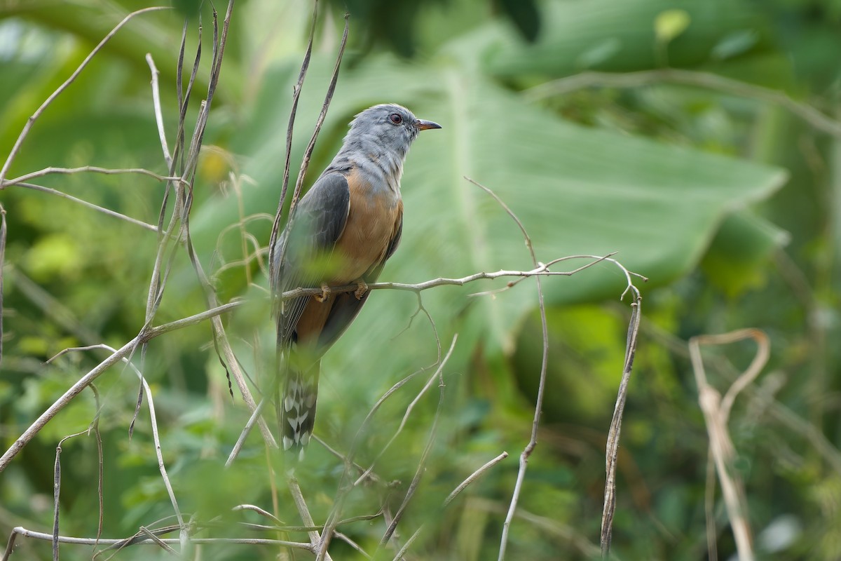 ヒメカッコウ - ML644747603