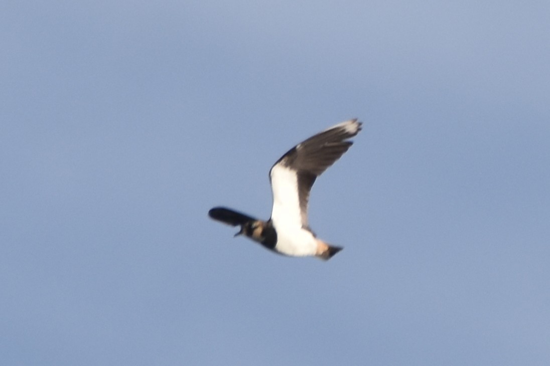 Northern Lapwing - ML644747604