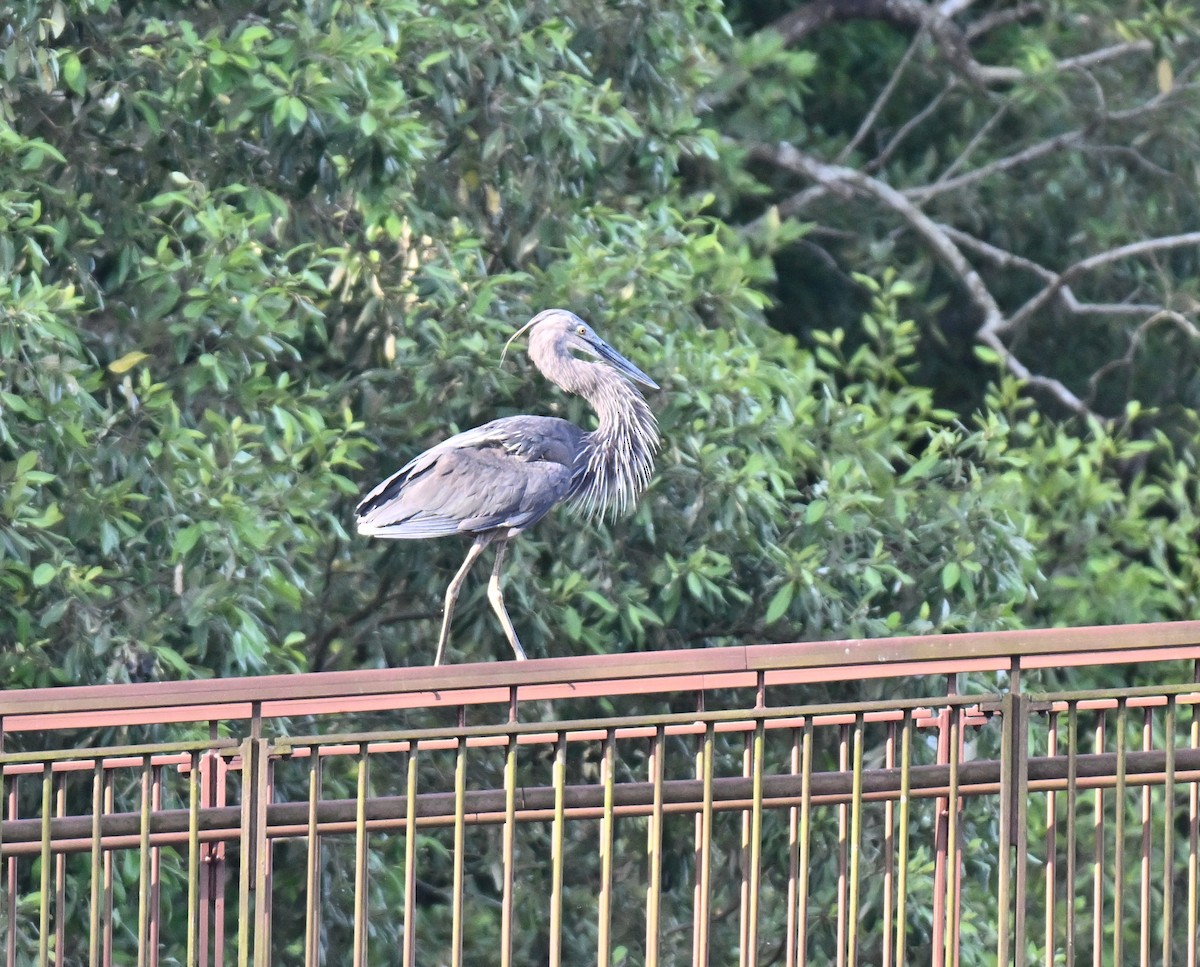 sotvingehegre - ML644747606