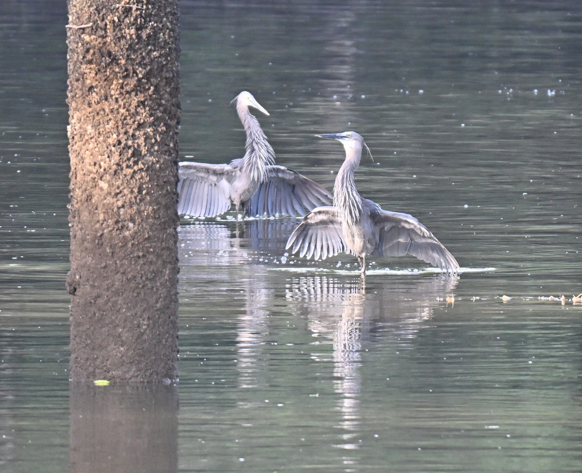 sotvingehegre - ML644747607