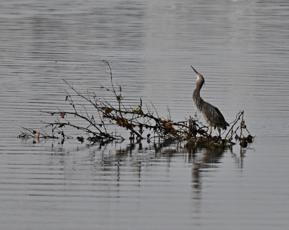 sotvingehegre - ML644747608