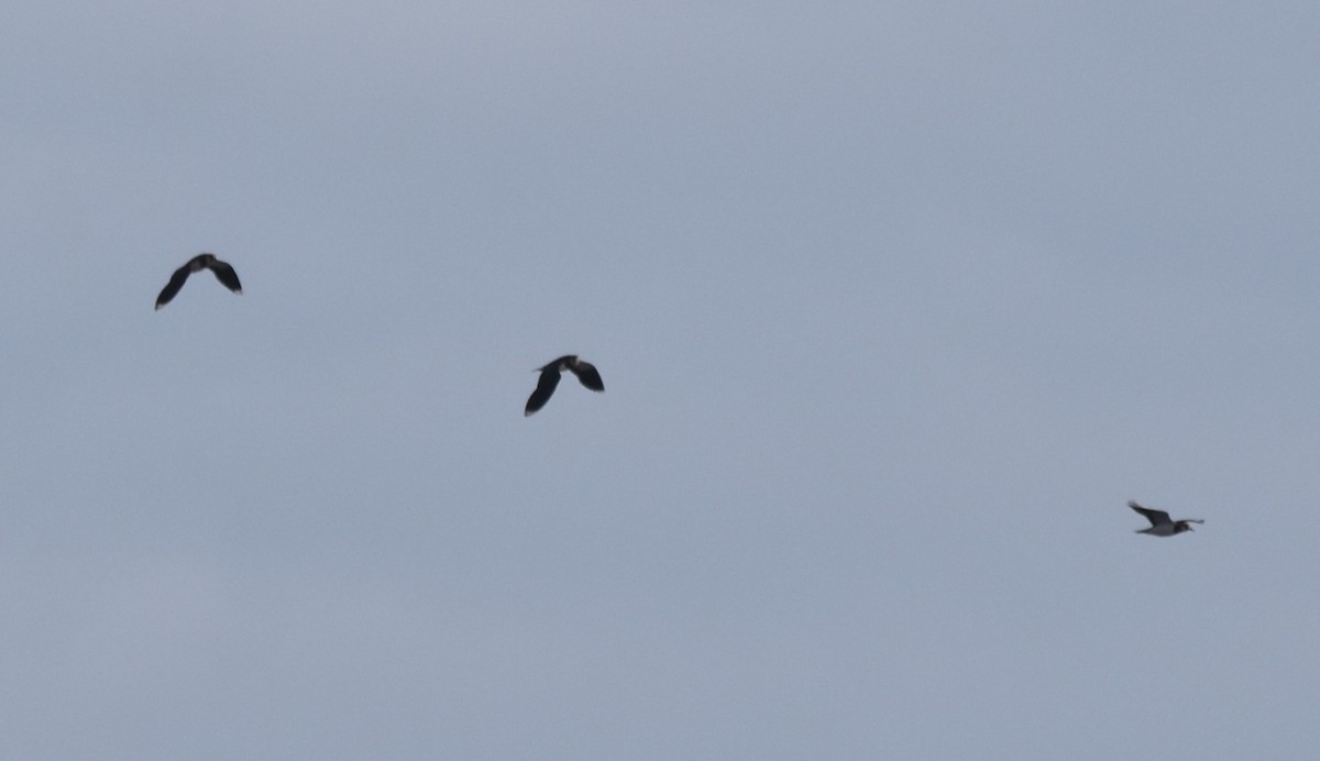 Northern Lapwing - ML644747609